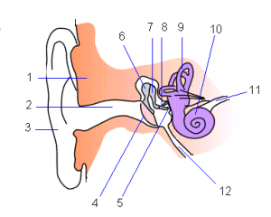 Ear-anatomy