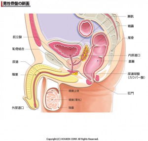 男性生殖器１